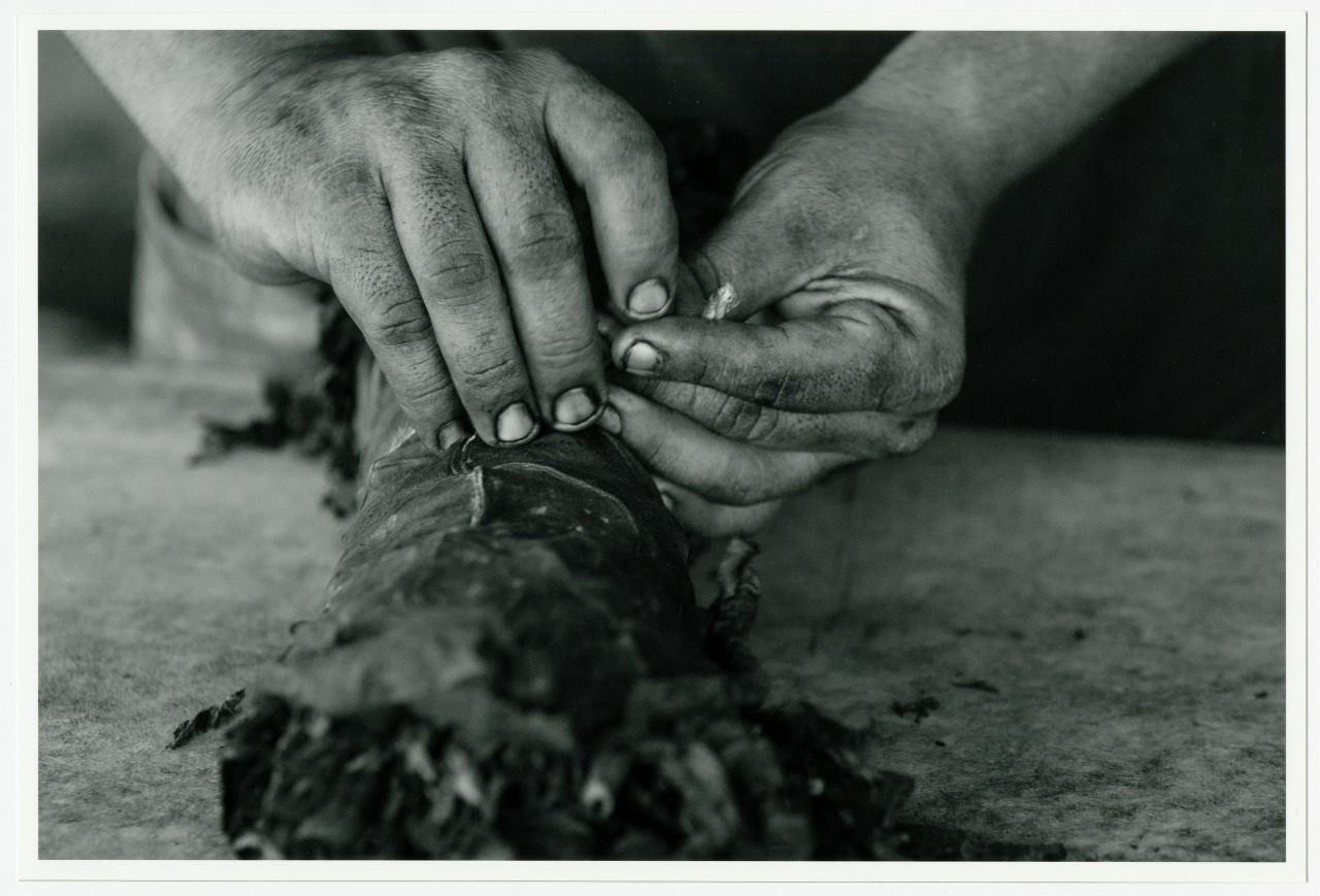 Close-up of two hands with worn, dirty nails wrapping a large bundle of dried leaves, possibly tobacco, on a flat surface. The black and white image highlights the texture and detail of the fingers and leaves.