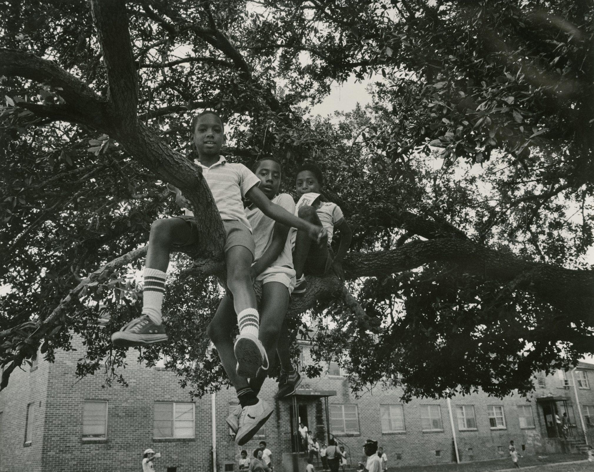 Three boys in casual clothing sit on a large tree branch, smiling and looking at the camera. The background shows a brick building and more children playing in the open area. The image is in black and white.