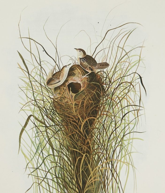 Illustration of a birds nest in tall grass, featuring two birds perched on the nest. The scene is detailed with varying shades of green and brown to depict the natural surroundings.