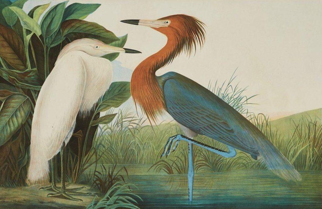 Illustration of two herons standing on the edge of a marsh. One heron is white, and the other has blue-gray and russet plumage. They are surrounded by green plants and a watery landscape.