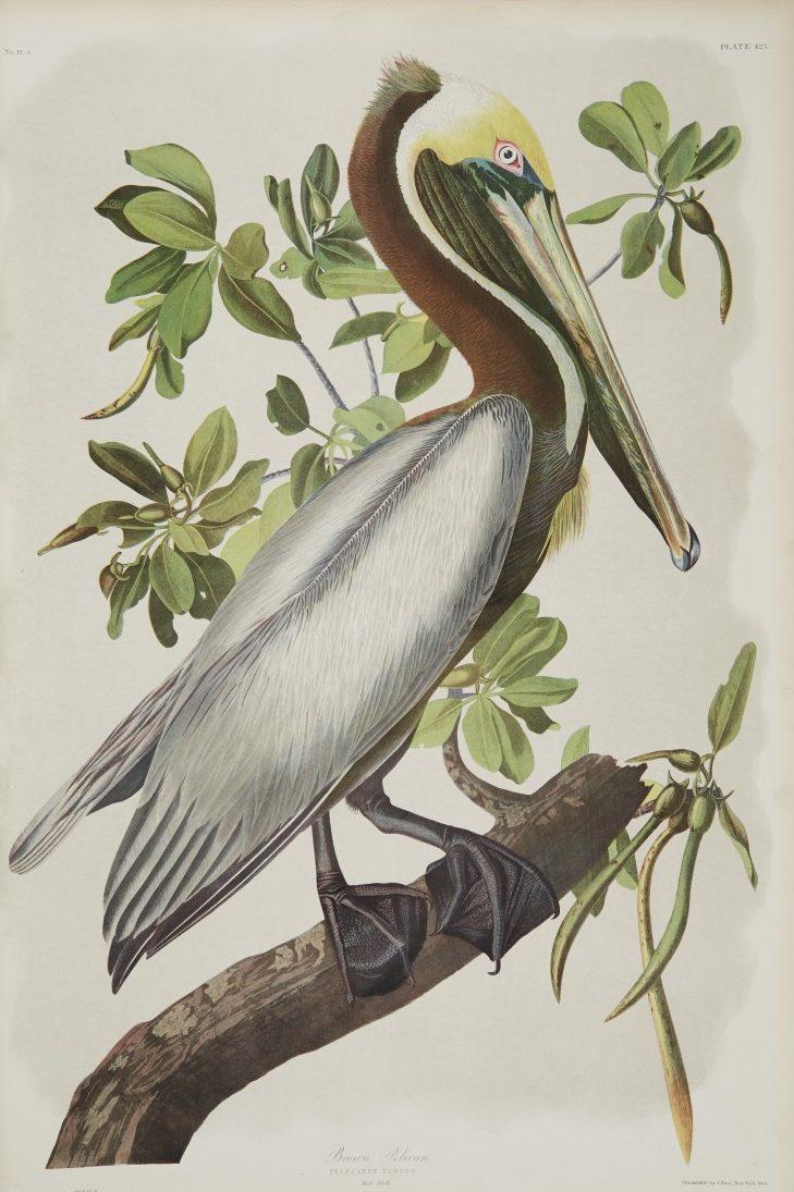 Illustration of a brown pelican perched on a branch with green leaves in the background. The bird is depicted in profile, showcasing its long beak and distinctive plumage.