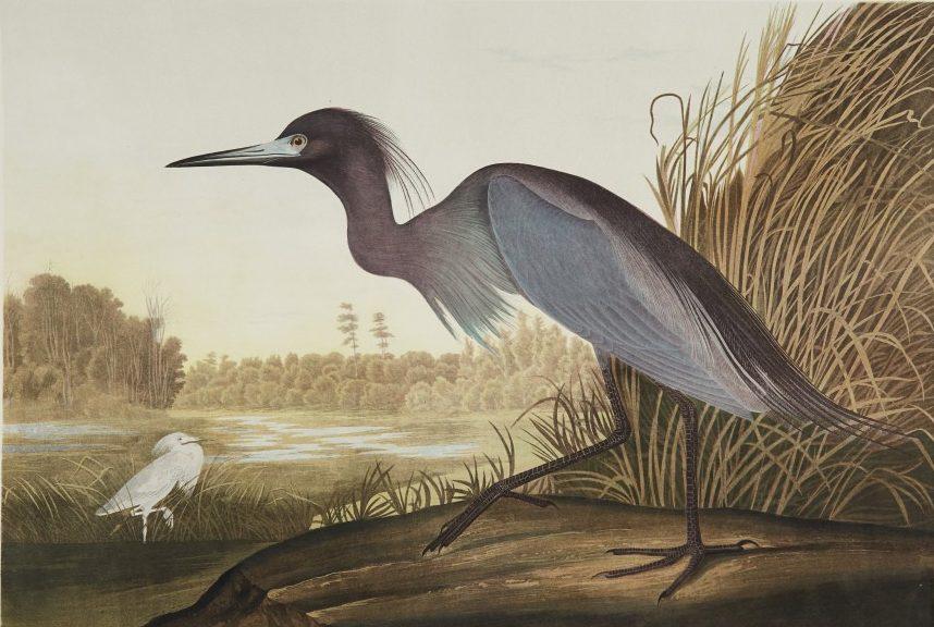 A detailed painting depicts a large bird with dark plumage and a slender neck standing on a log near a waterway. In the background, another smaller bird with white feathers is seen beside tall grasses. The scene is set in a tranquil wetland.