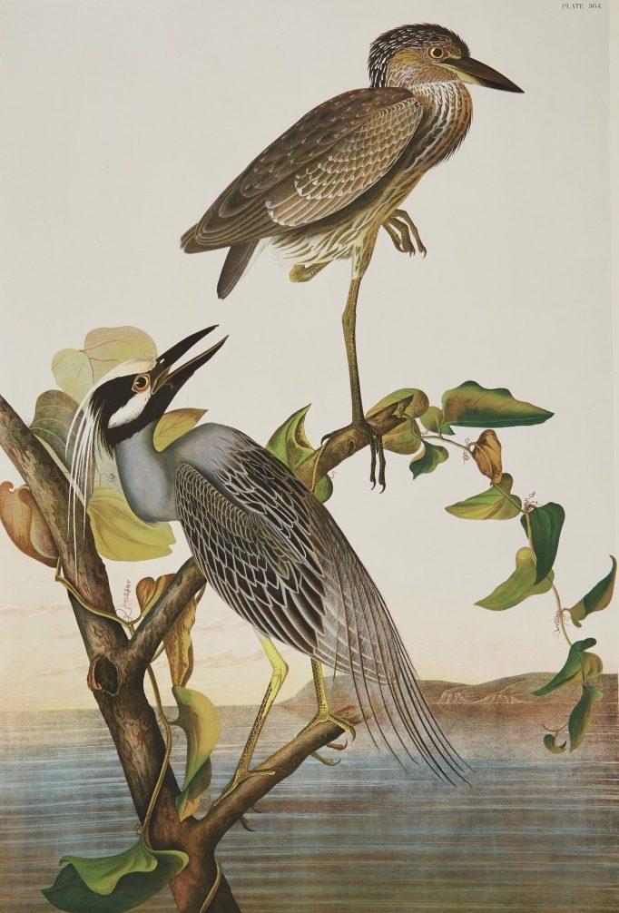 Two herons perched on branches above water. One heron stands with wings folded, while the other has its beak open. The background features water and a soft sky, with lush green leaves around the birds.