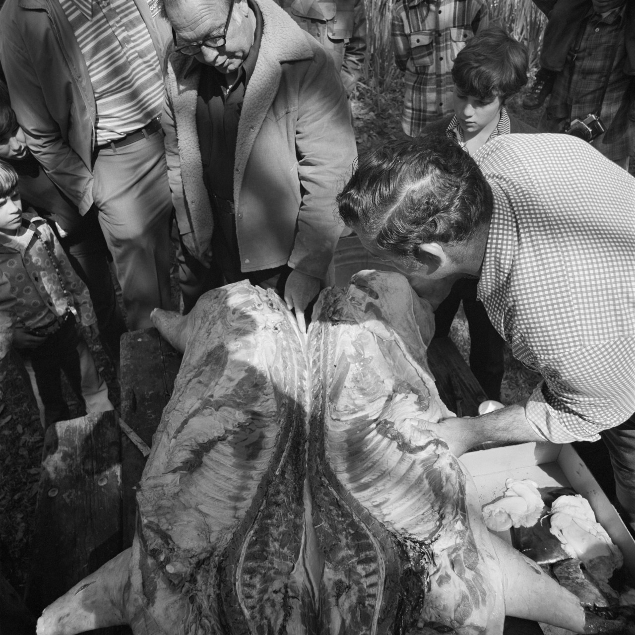 A group of people gathered around a large animal carcass on a wooden table. Two men are closely examining or preparing the meat while others watch. The scene appears outdoors, and the photo is in black and white.