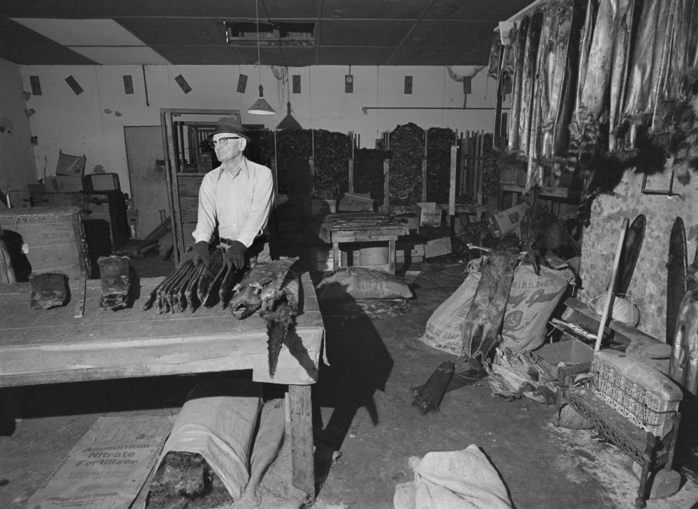 A man wearing a hat stands behind a table with fur pelts in a cluttered workshop. The room contains various tools, bags, and equipment, with dried pelts hanging on the wall. The atmosphere appears industrious and organized.