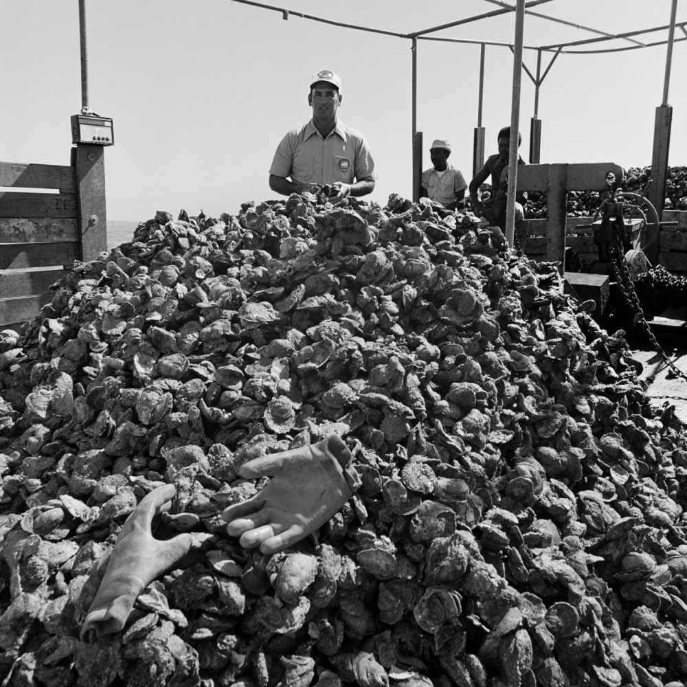 A black and white image showing a large pile of oysters with a pair of gloves resting on top. Three workers, one wearing a cap, stand in the background near wooden crates under an open structure. The scene appears to be an outdoor oyster harvesting site.