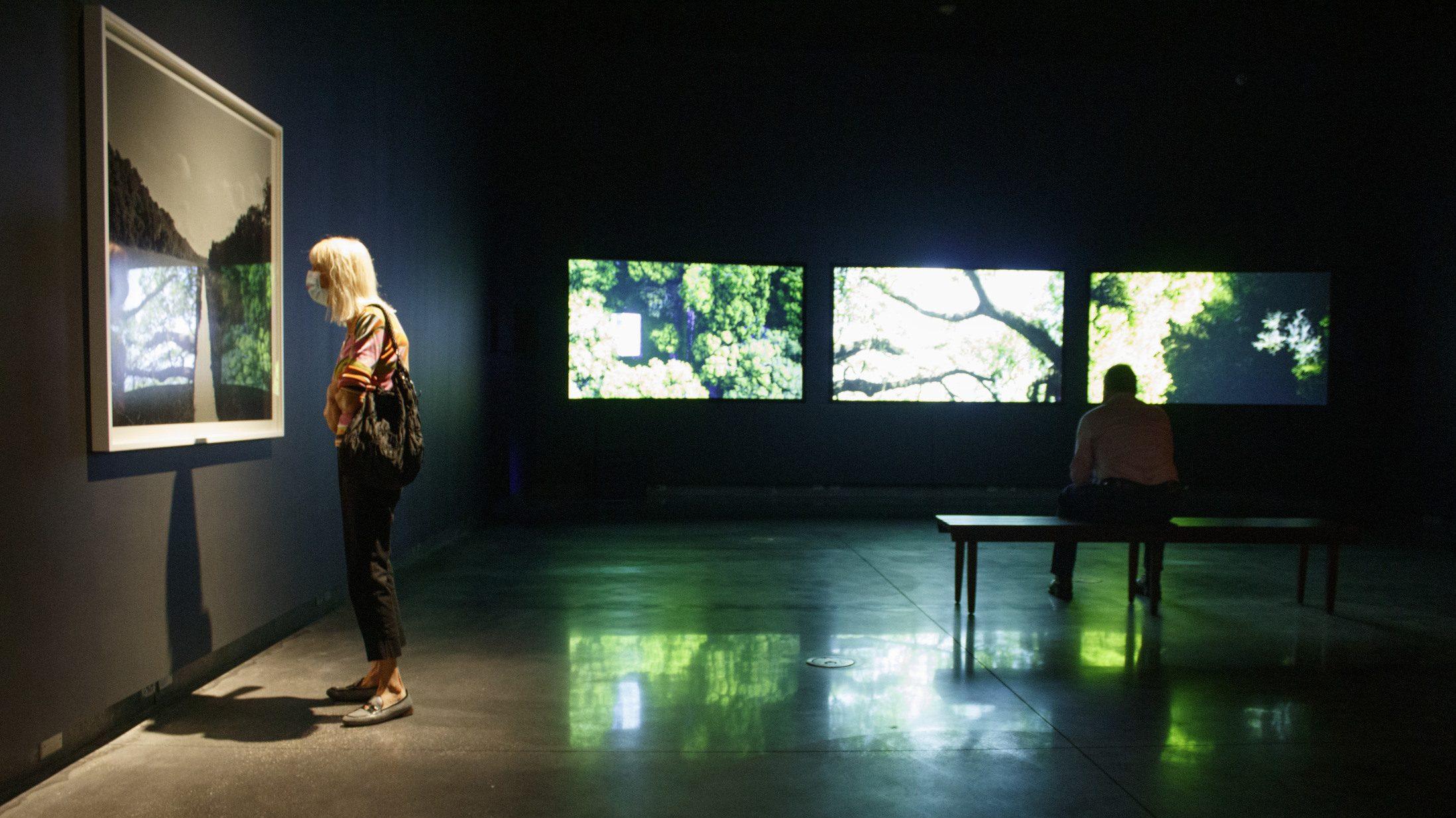 A person stands in an art gallery observing a framed photograph on a dark wall. In the background, another person sits on a bench facing illuminated screens displaying images of trees. The floor reflects the light, adding to the serene atmosphere.