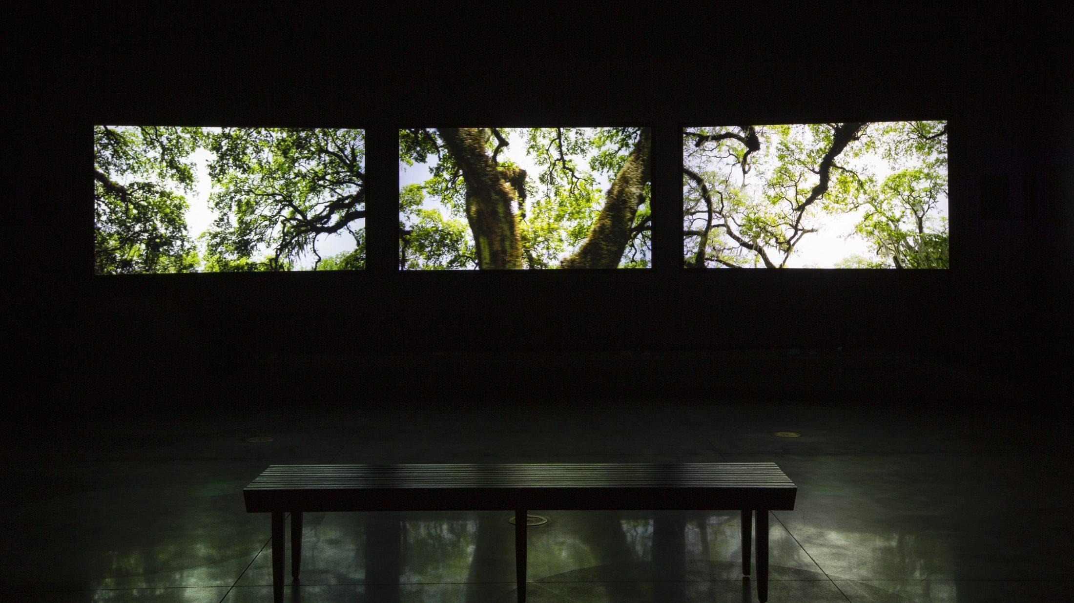 A dimly lit room features a bench facing three large screens displaying close-up images of tree branches with green leaves against a bright sky, creating a serene, nature-inspired scene.
