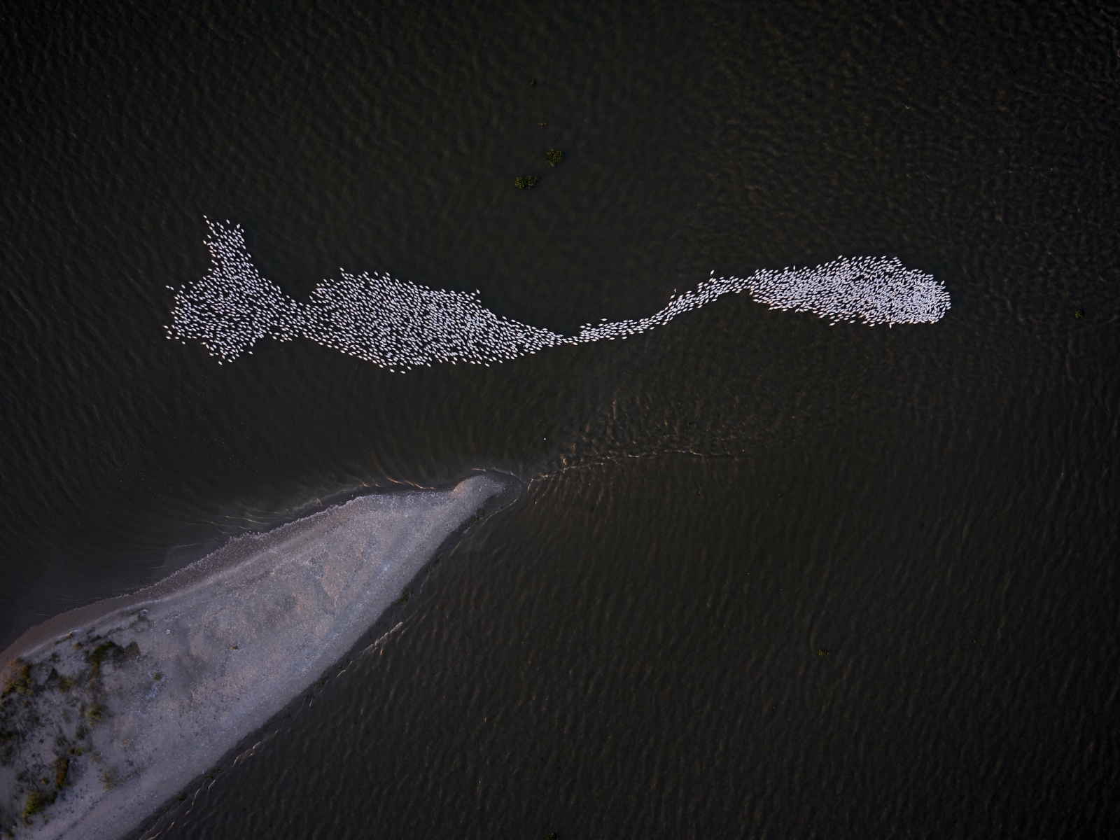 An aerial photo shows a top-down view of pelicans in Scofield Bay. The pelicans show up as white dots against the dark water.