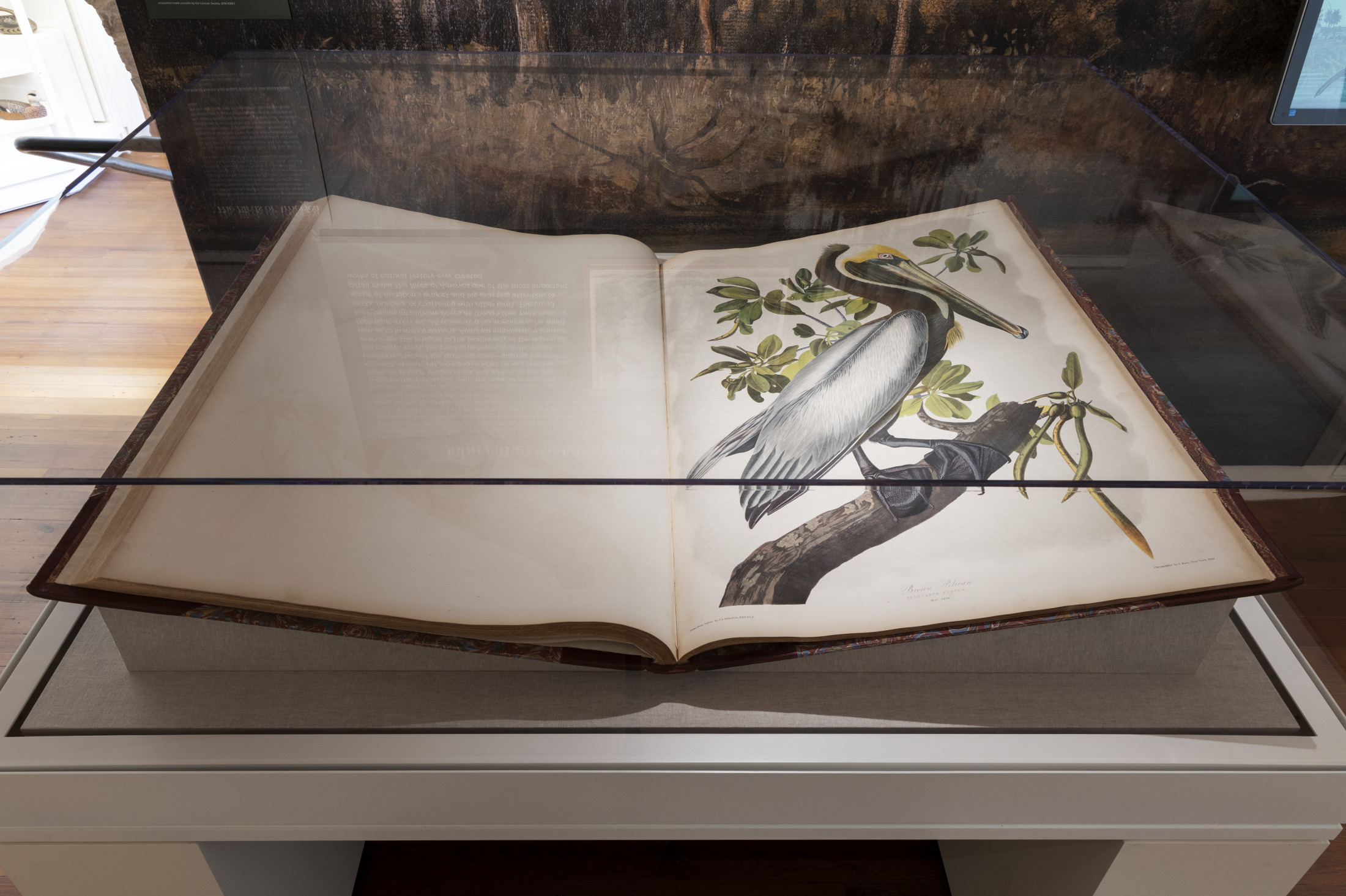 An open large book displayed in a glass case, featuring an illustration of a white and gray bird with a long beak perched on a branch with green leaves. The book is set on a white exhibit table.
