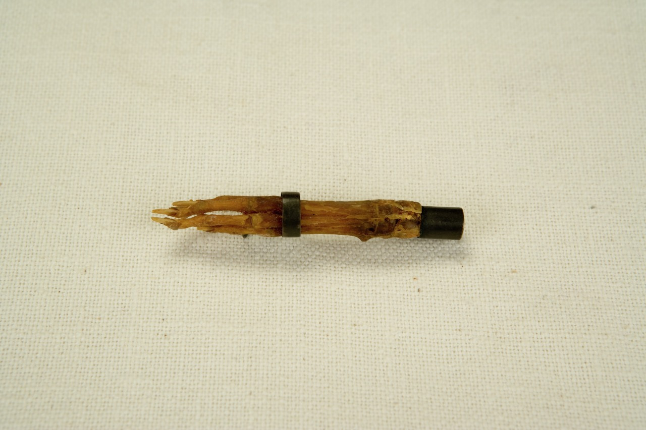 Close-up of a dried root fragment, possibly a tooth for removal, bound by a small metal ring and mounted on a black base, resting on a plain white surface.