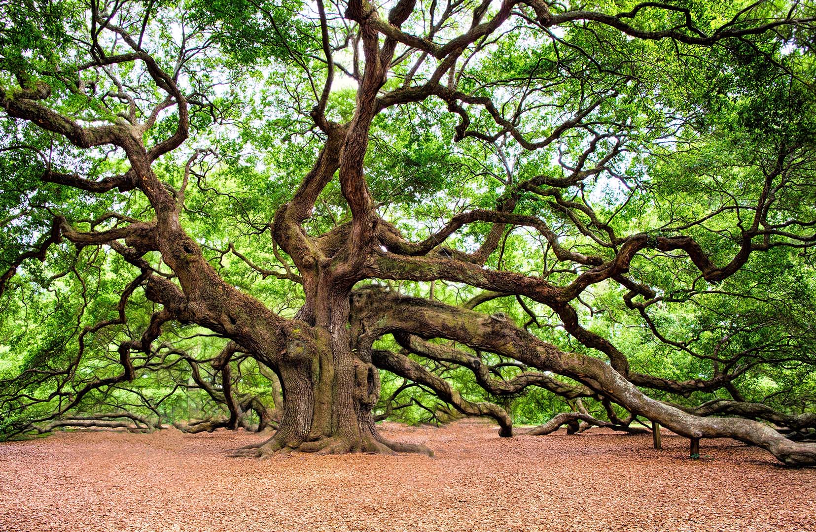 Angel Oak by Regal Shave No Attrib