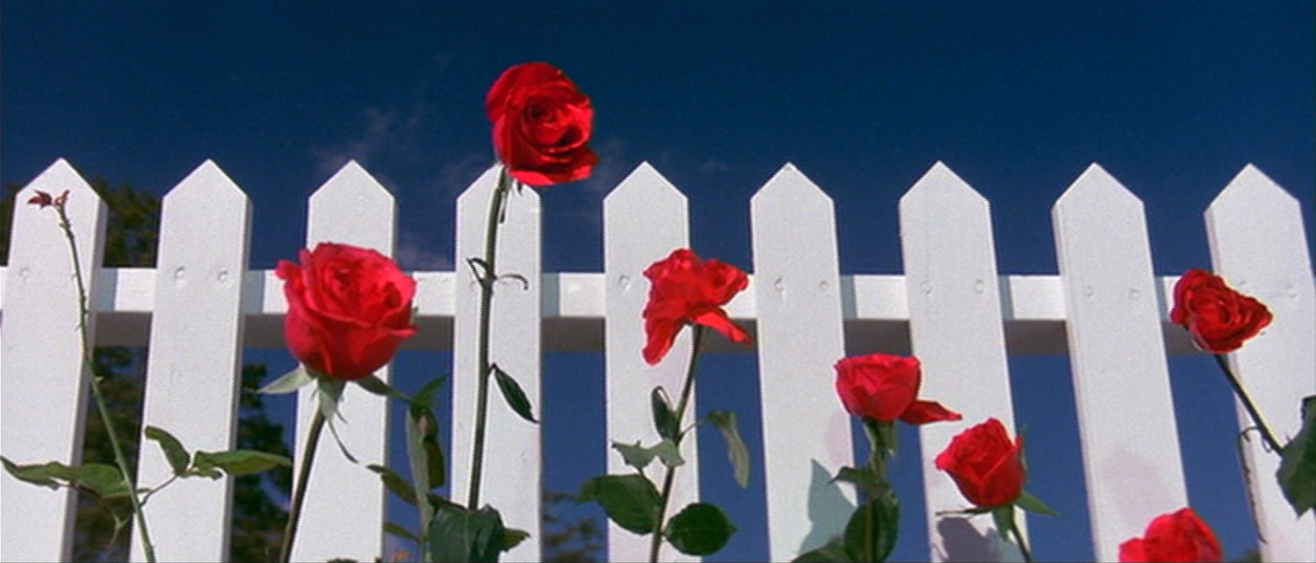 A film still from the movie "Blue Velvet" shows red roses in front of a white picket fence, set against a blue sky.