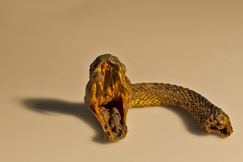 A dried rattlesnake head and upper body section positioned upright on a plain surface, casting a shadow to the left. The open mouth reveals fangs, and the textured scales are visible down the neck.