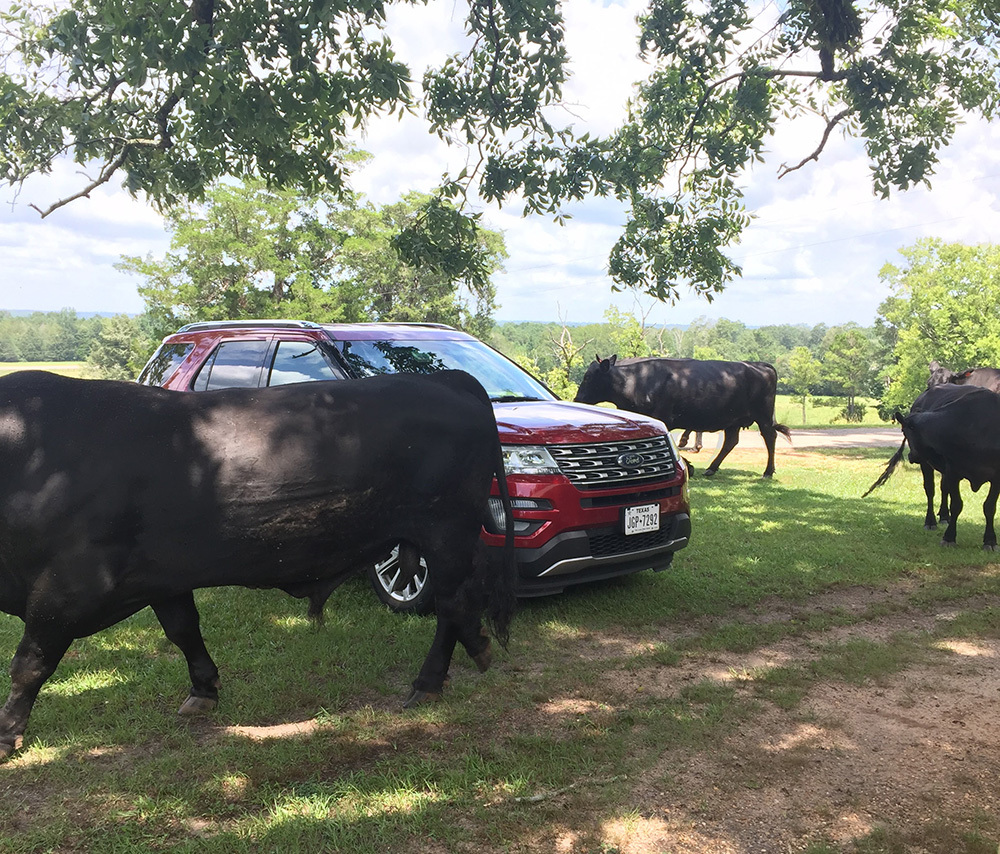 A red SUV is parked beneath the shade of large trees in a grassy area, surrounded by several black cows roaming nearby. The background features green fields and a partly cloudy sky.