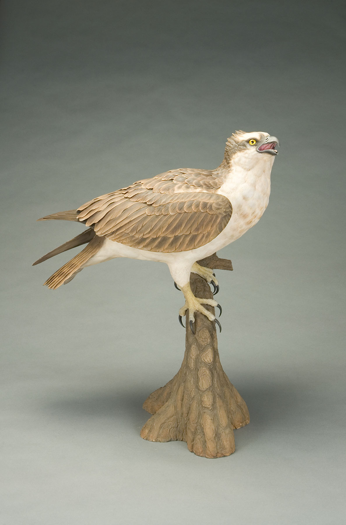 A realistic statue of an osprey with detailed brown and white feathers, perched on a tree stump base. The ospreys beak is open, and it stands against a neutral gray background.