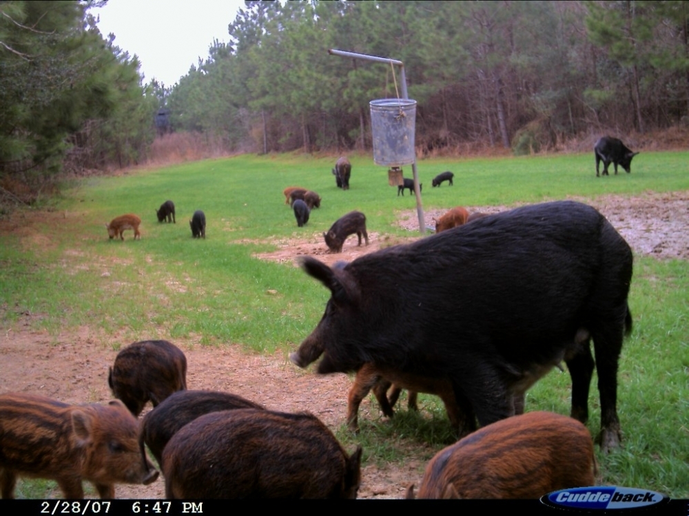 Feb2007 Hogs2
