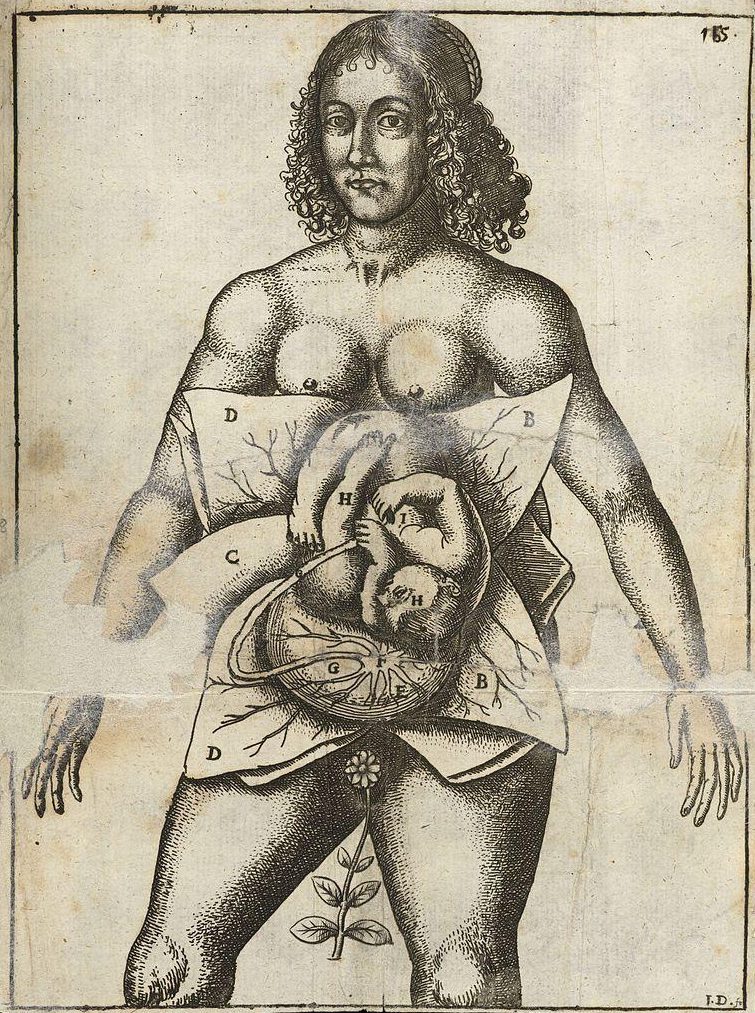 An anatomical illustration of a woman with her abdomen open, revealing a fetus inside. The drawing is detailed with labeled sections, showcasing 17th or 18th-century medical art style. A small plant is depicted growing from the ground beneath her.