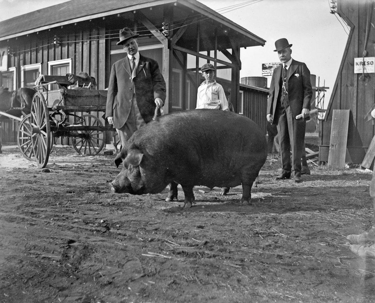 A large hog stands in a dirt yard in front of a wooden building. Three men in suits and hats are observing the hog. An old-fashioned carriage is in the background, along with a sign partially reading Kreso.