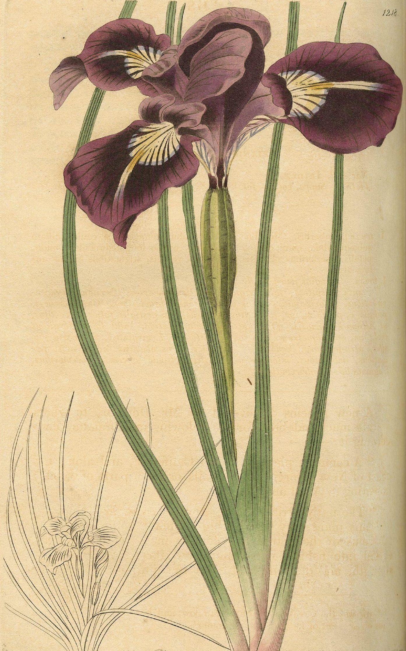 Illustration of a purple iris flower with green leaves on a textured beige background. The main flower is detailed, showing its petals and markings, while a simple sketch of the same flower is drawn below.