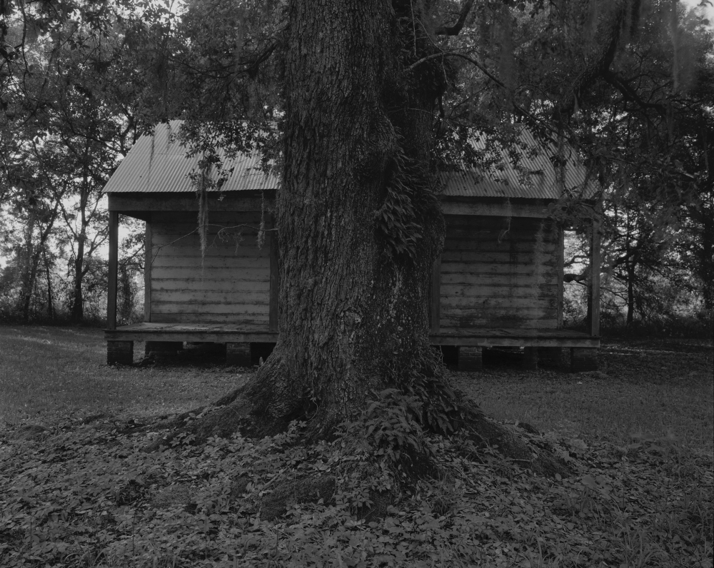 A large tree stands prominently in front of a rustic wooden cabin with a corrugated metal roof, surrounded by trees and grass, creating a serene and natural setting.