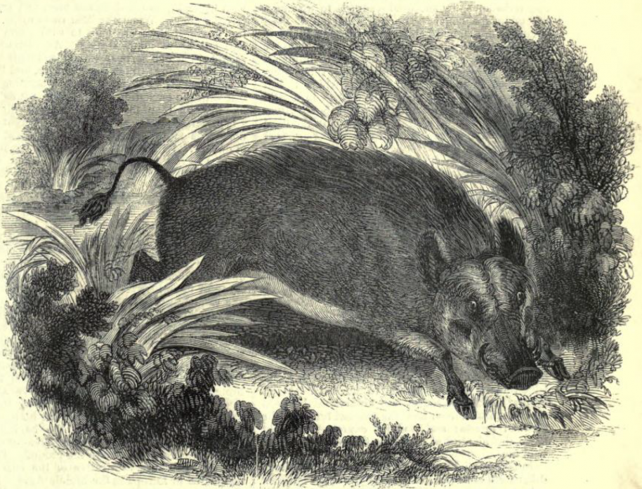 An intricate black and white illustration of a tapir lying on the ground surrounded by dense foliage and large leaves, depicting a natural jungle setting.