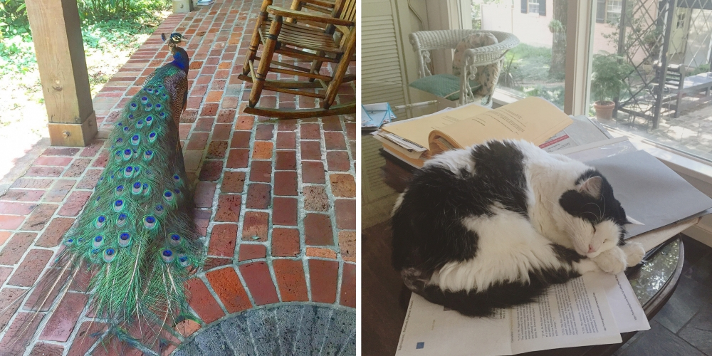 Left side: A peacock stands on a brick path with its tail feathers spread behind it. Right side: A black and white cat sleeps on a stack of papers on a glass table next to a window.