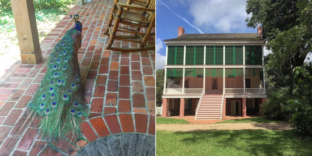 Left: A peacock with vibrant feathers walking on a brick patio near wooden chairs. Right: A two-story historic house with green shutters, a brick lower level, and an external staircase against a backdrop of trees and blue sky.