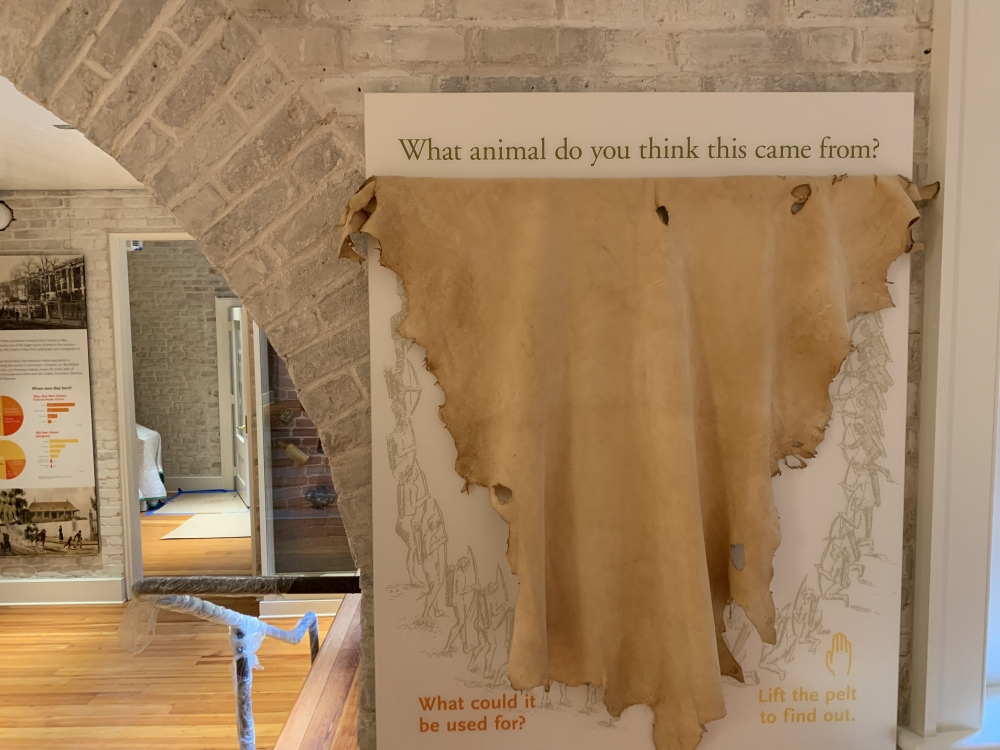 A display of an animal pelt hangs on a brick wall with a sign above it asking, What animal do you think this came from? The background shows an exhibition area with wooden floors and informational panels.