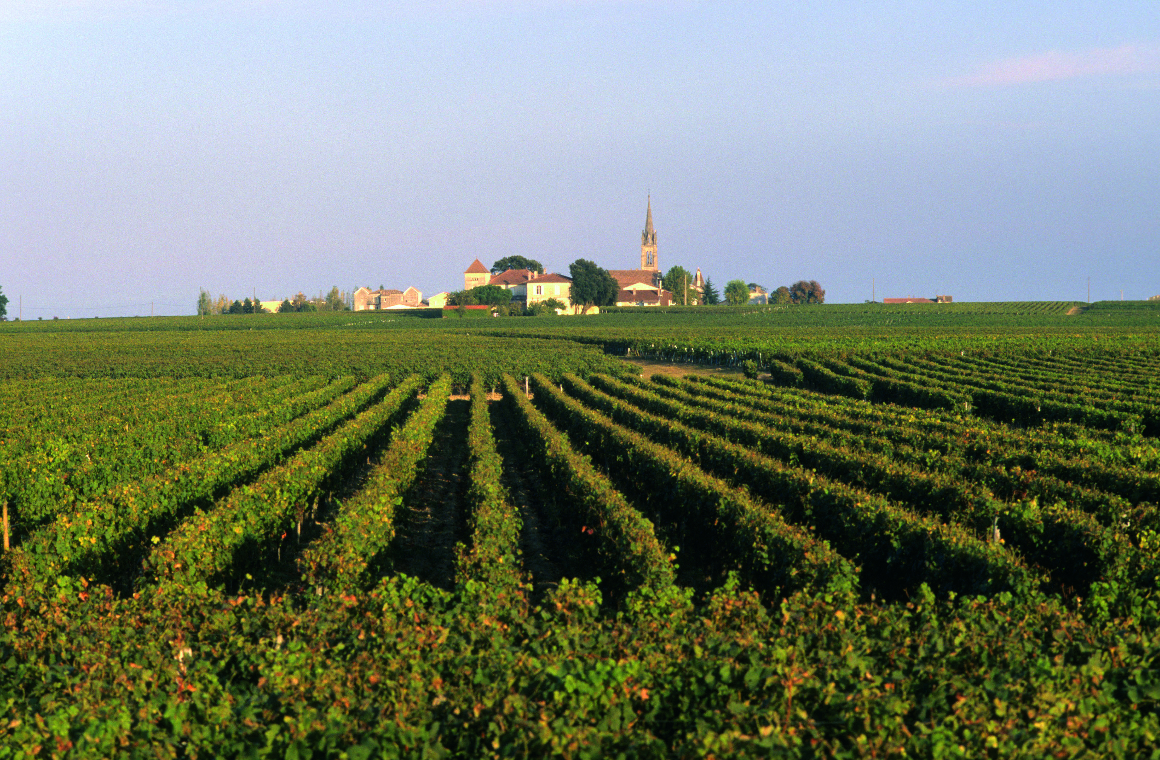 A lush vineyard stretches into the distance under a clear sky, with a small village and church steeple visible on the horizon. The rows of grapevines are neatly aligned, creating a sense of order and tranquility in the rural landscape.