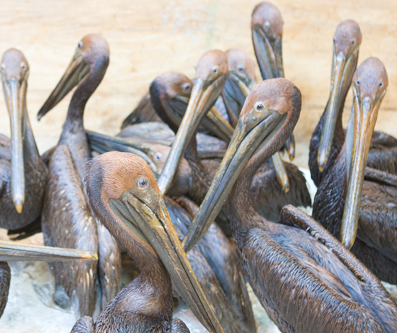 A group of brown pelicans with long beaks and dark plumage gathered closely together, standing on a light surface. The background consists of a warm-toned, textured wall.