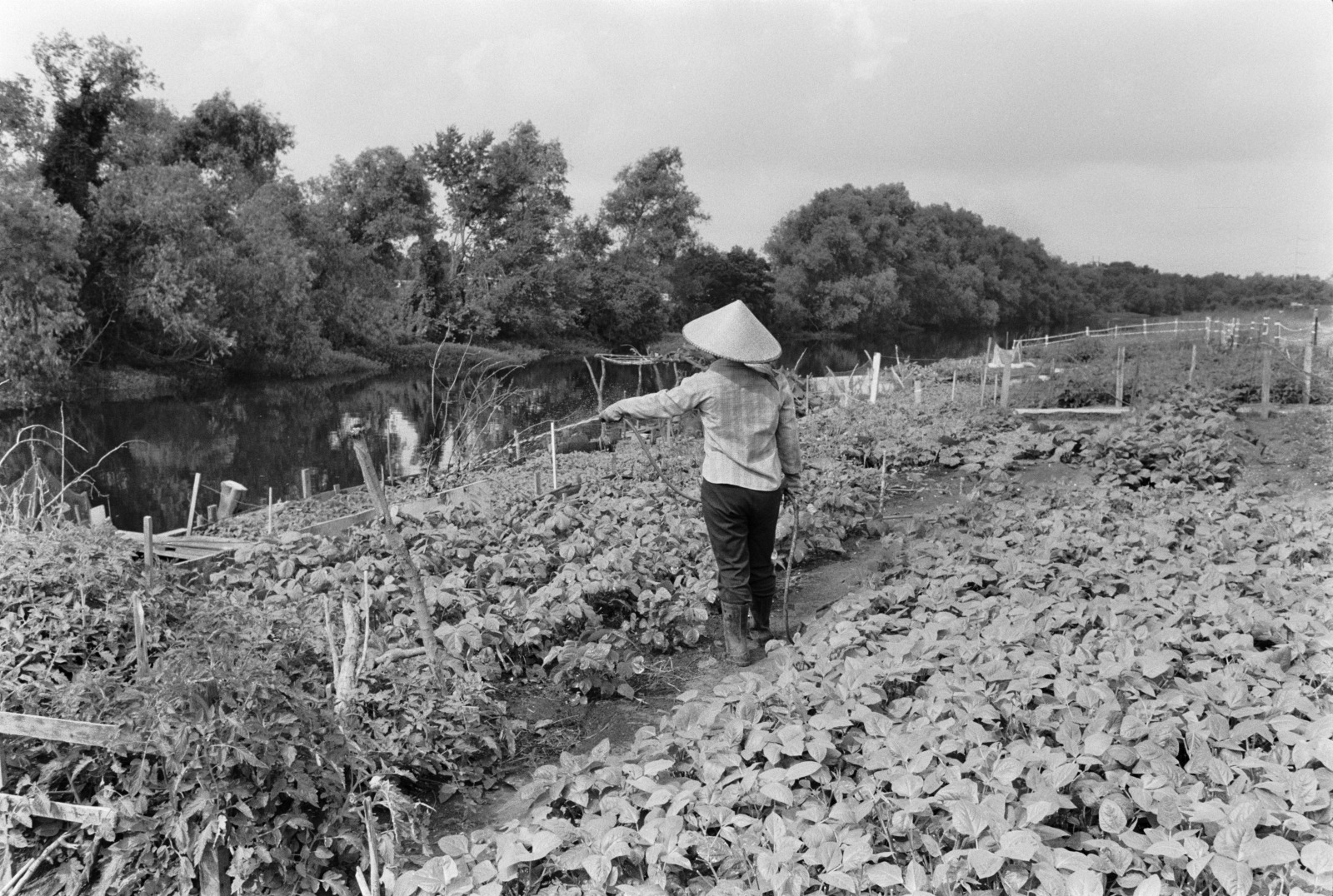 A black and white vintage photo shows a Vietnamese gardener in New Orleans East, between 1981 and 1983.