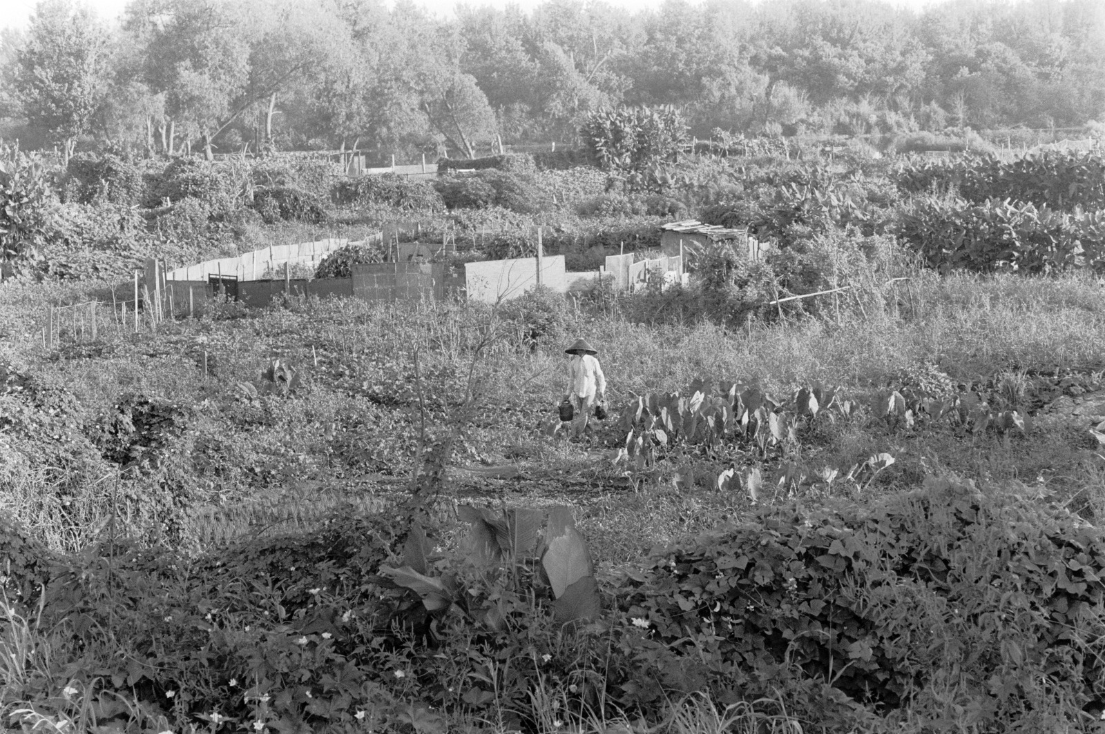 A vintage black and white photo shows a garden in the Versailles neighborhood near New Orleans in 1985. A farmer walks through the garden wearing a pointed hat and carrying two baskets.