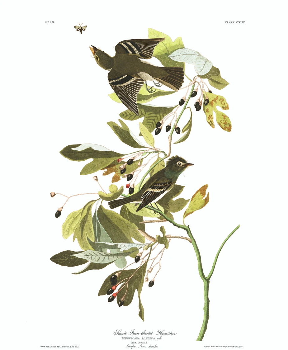 An illustration showing two small brown birds land and forage for insects on branches of a sassafras tree.