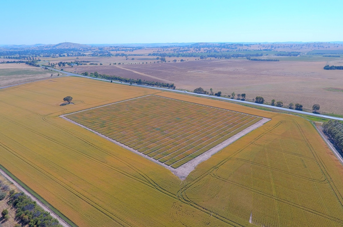 CSIRO Boroowa Research Station trial plots