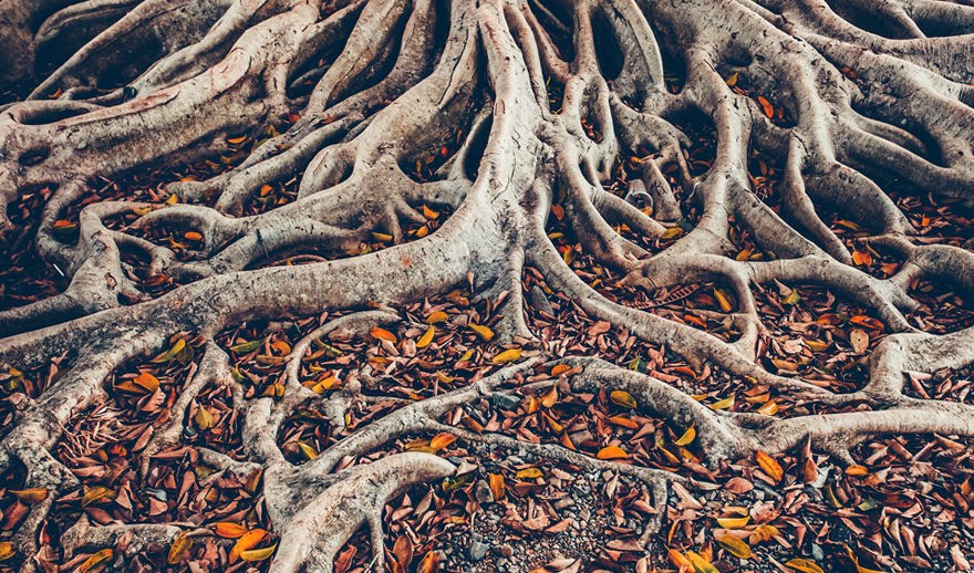 AARNet Our Network tree roots