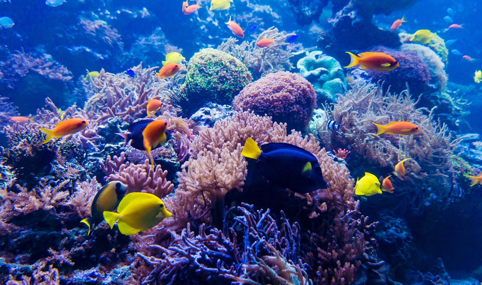 Australian BioCommons Apollo service | tropical reef fish