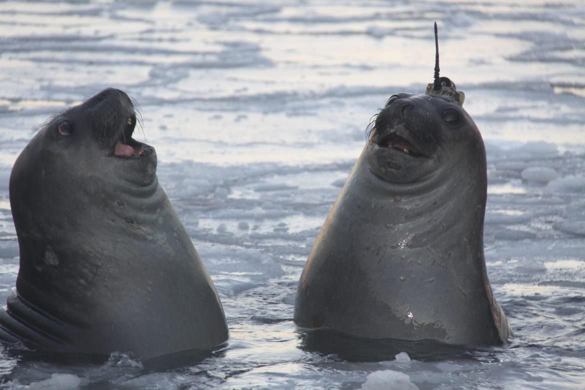 Elephant seal credit Clive Mc Mahon SIMS