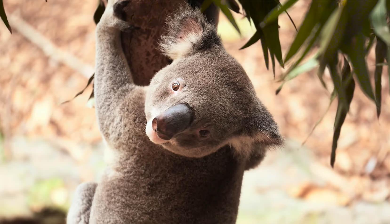 Endangered koalas