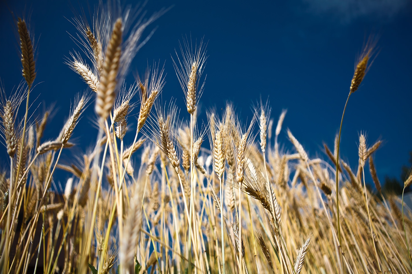 Food security