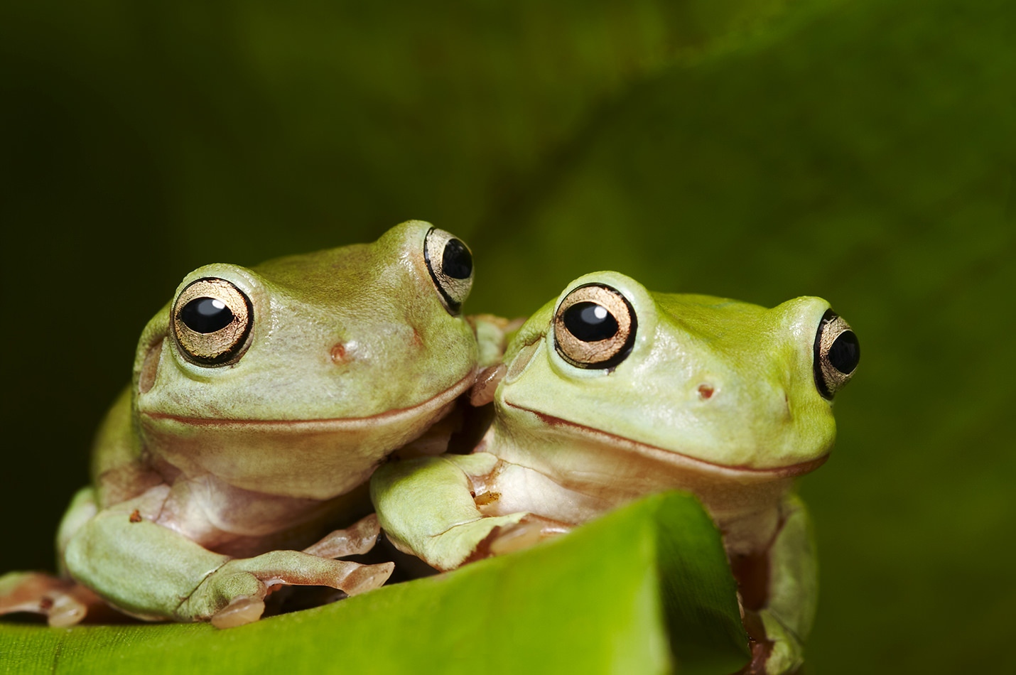 Green Tree Frogs