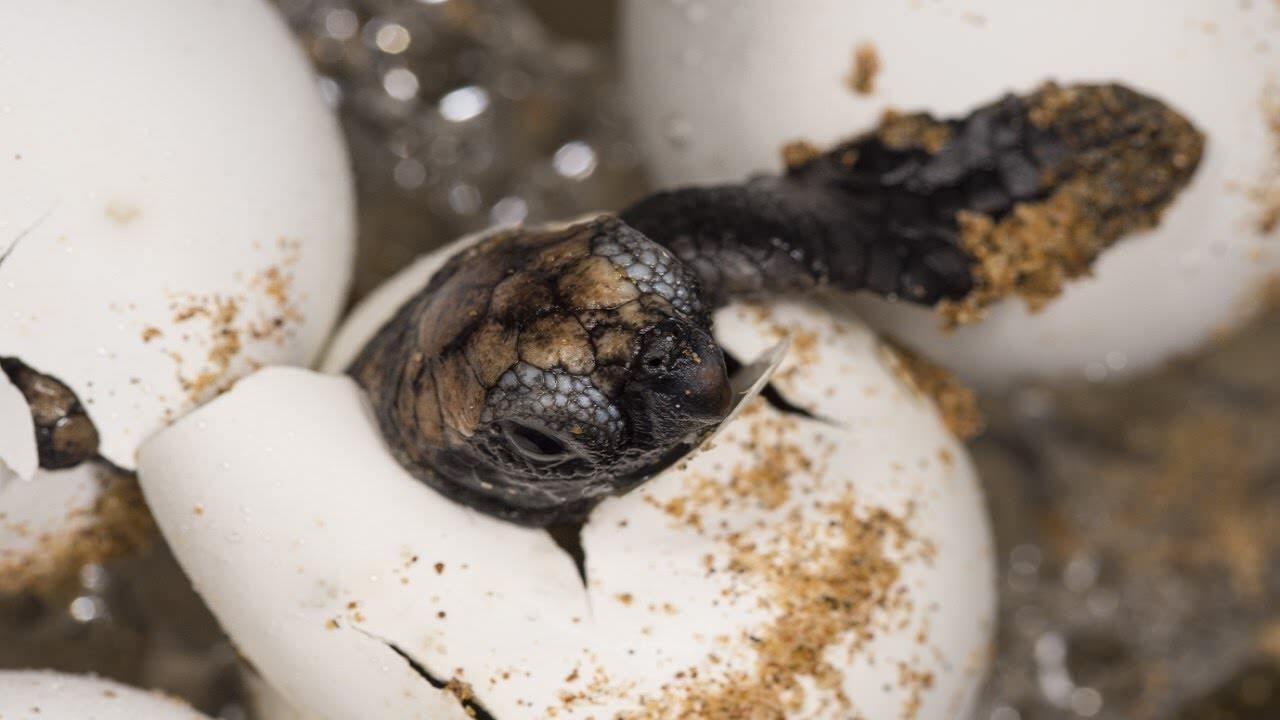 WSFB The Hatchery 24 March