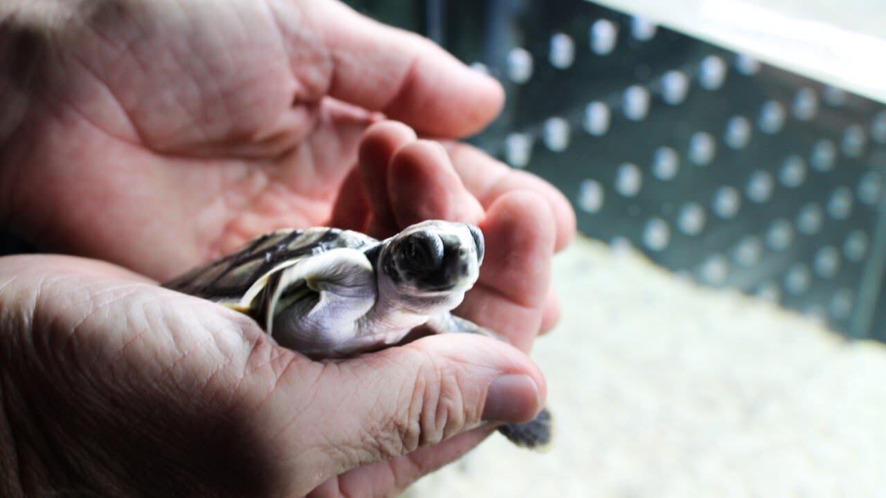 WSFB The Hatchery 26 March