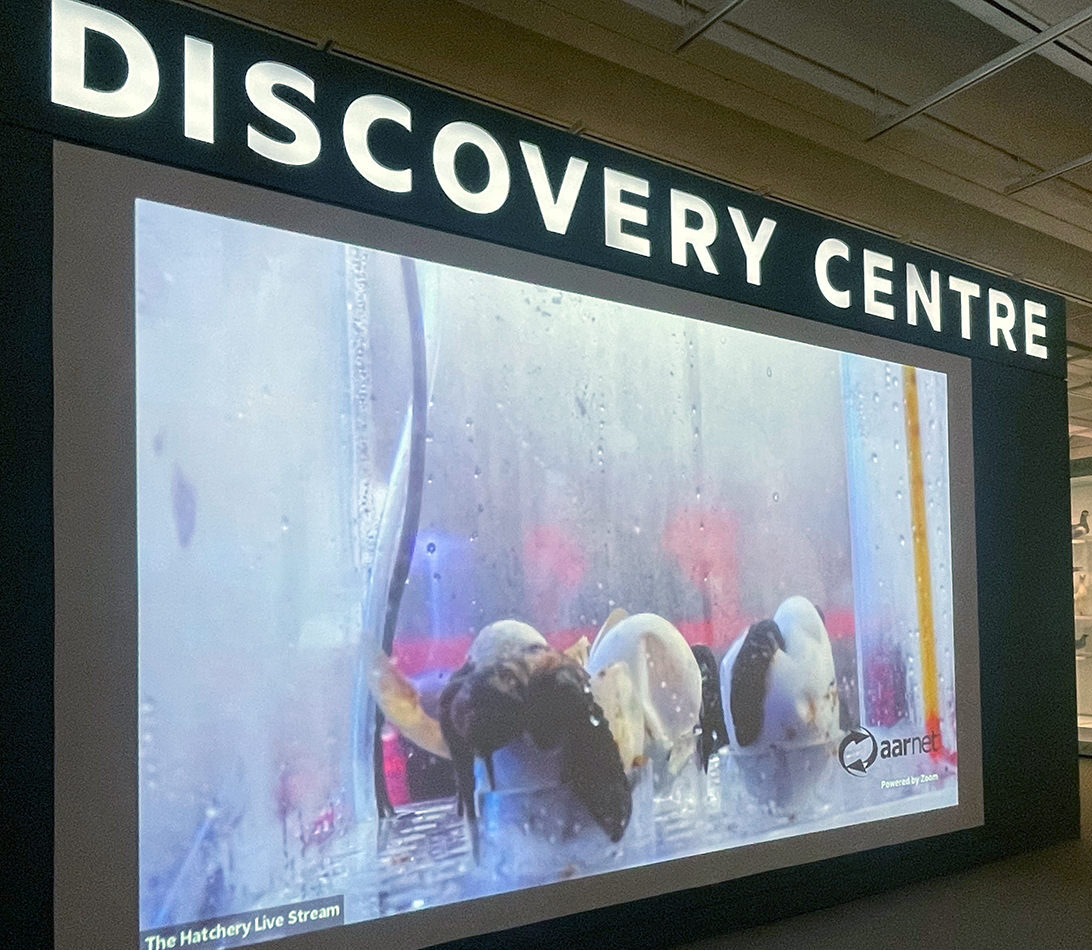 Hatchery livestream wsfb2023 feature