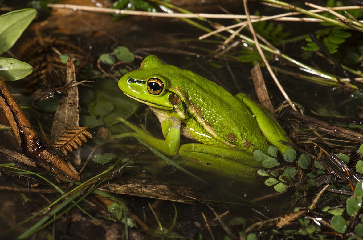 Litoria aurea green and golden bell frog Croajingolong NP 996549 Photo David Paul source Museums Victoria