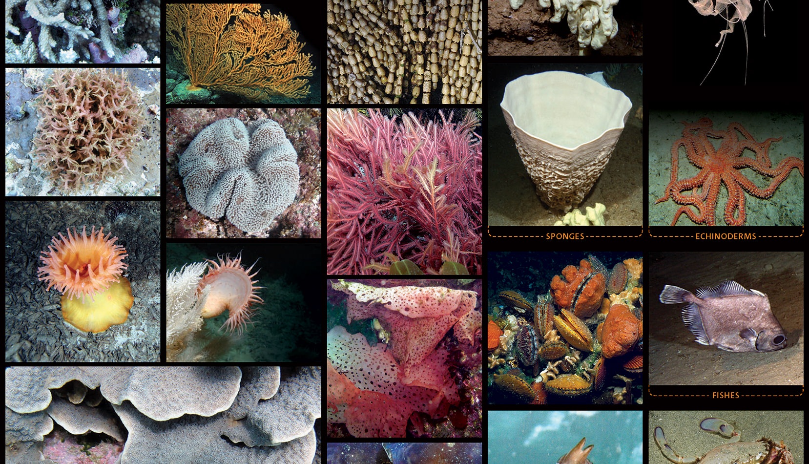 Monitoring marine life