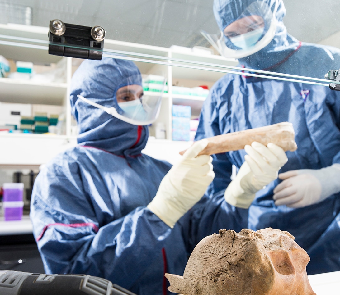 Researchers at the Australian Centre for Ancient DNA studying ancient remains. Credit: Australian Centre for Ancient DNA, Adelaide University.