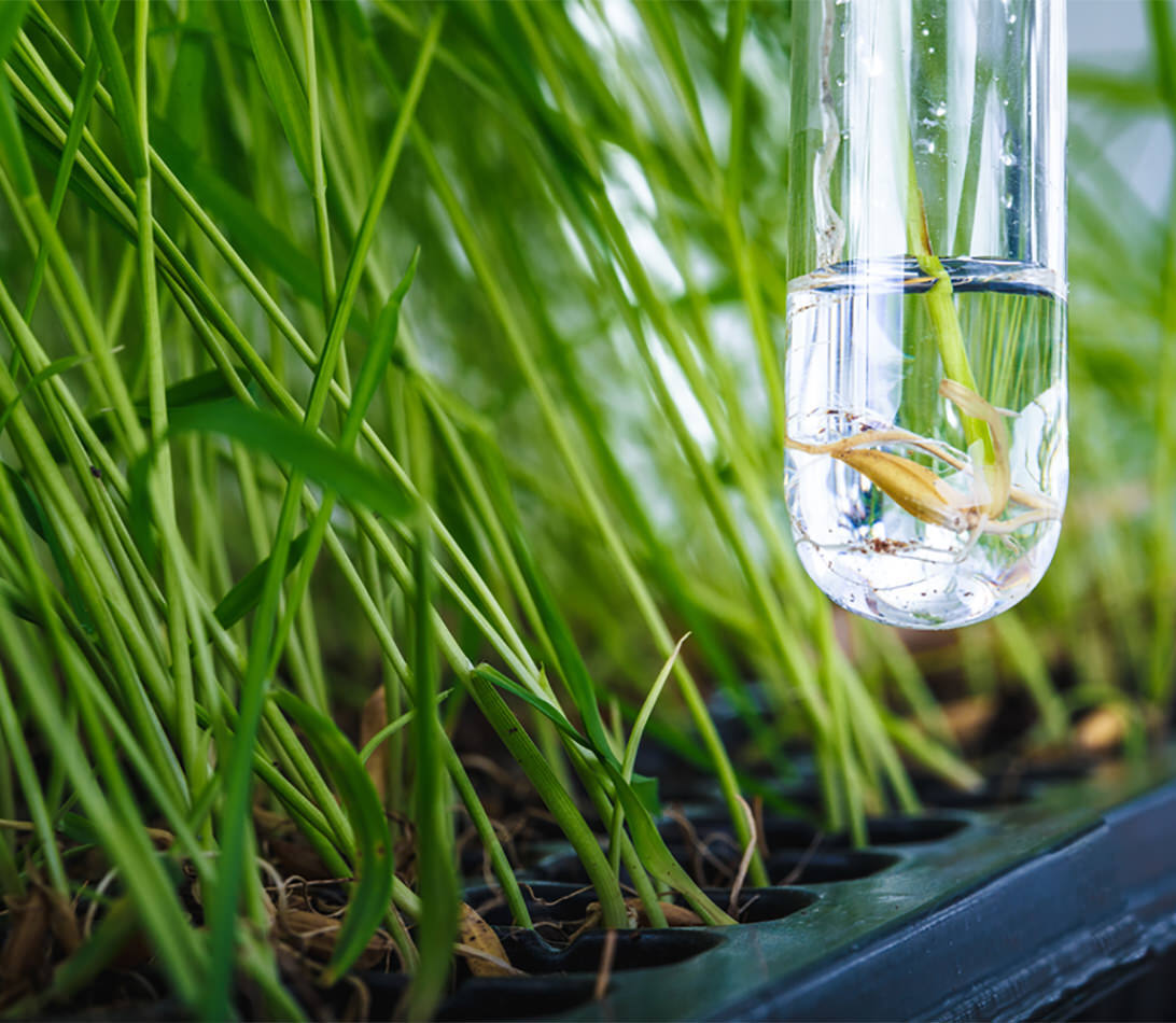 Science test tube grass
