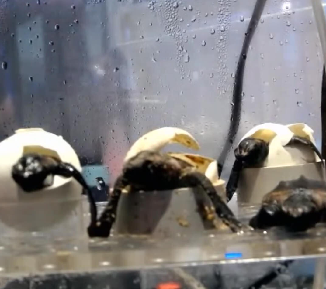 AARNet supports popular turtle hatching event at World… | AARNet