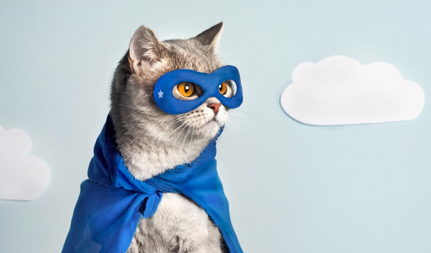 Zoom Phone voice communication services caller ID and dialing personas masked cat